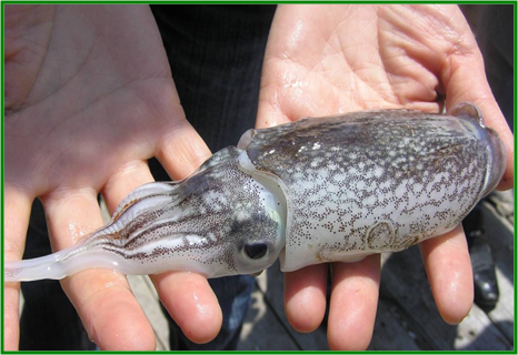 一年两茬曼氏无针乌贼工厂化养殖方法